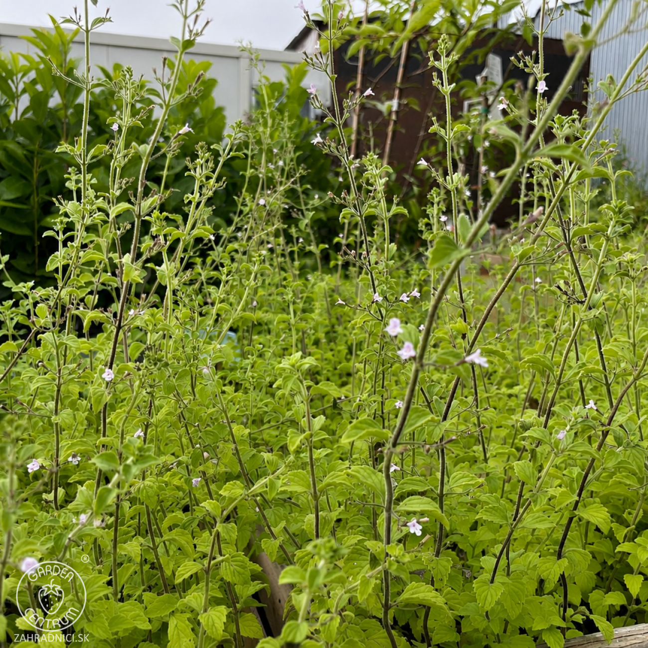 Obrázok Marulka kocúrnik (Calamintha nepeta) ‘BLUE CLOUD’ - kont. C1L